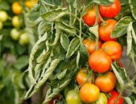 Скручивание листьев у томатов