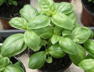 Как сажать базилик