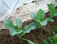 Выращивание брюквы