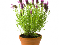 Выращивание лаванды в комнате