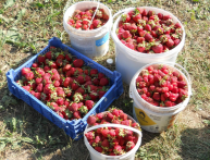 Отзывы о выращивании клубники