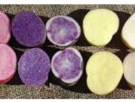 Селекционный картофель