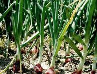 посадка и уход за луком