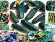 сорта огурцов на фото