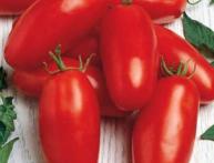 томат перцевидный