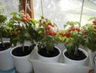 Помидоры на подоконнике
