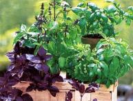 как вырастить базилик