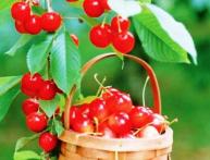 Как посадить черешню