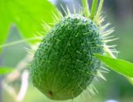 Эхиноцистис