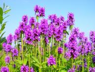  Буквица лекарственная