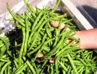 Чем полезна стручковая фасоль