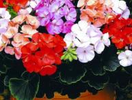 уход и размножение герани 