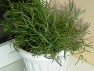 выращивание розмарина из семян