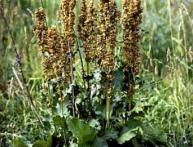 полезные свойства щавеля