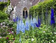 дельфиниум на фото