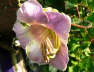 выращивание из семян кобеи