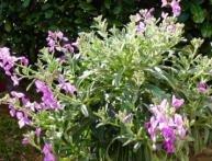 ночная фиалка Маттиола