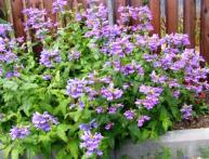 Выращивание пенстемона