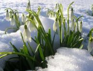 подснежник на фото