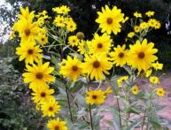 Земляная груша топинамбур