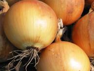 полезные свойства репчатого лука