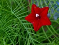 квамоклит на фото 