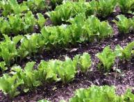 полезные свойства листьев салата 