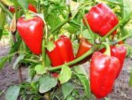 перец "Калифорнийское чудо"