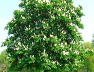 конский каштан обыкновенный 