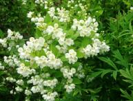 чубушник венечный