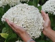 гортензия анабель