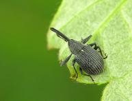 долгоносик клубники