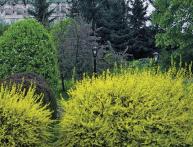 Форзиция и особенности ухода