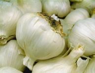 Чеснок