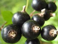 Черная смородина