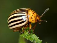 Колорадский жук