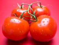 Томат
