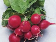 Редис