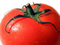Помидор