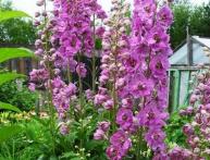 Дельфиниум