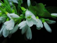 Подснежники