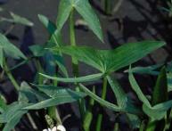 Стрелолист