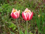 Тюльпаны