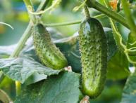 Выращивание огурцов