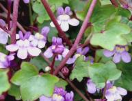 Цимбалярия