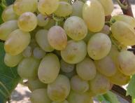 Виноград