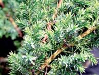 Можжевельник