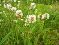 Горный клевер