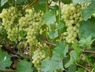 Виноград