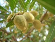 Миндальный орех